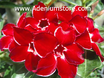 (image for) Adenium Obesum Siam Dragon 5 Seeds - Click Image to Close